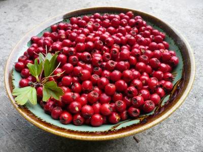 b2ap3_thumbnail_Hawthorn-berry.jpg